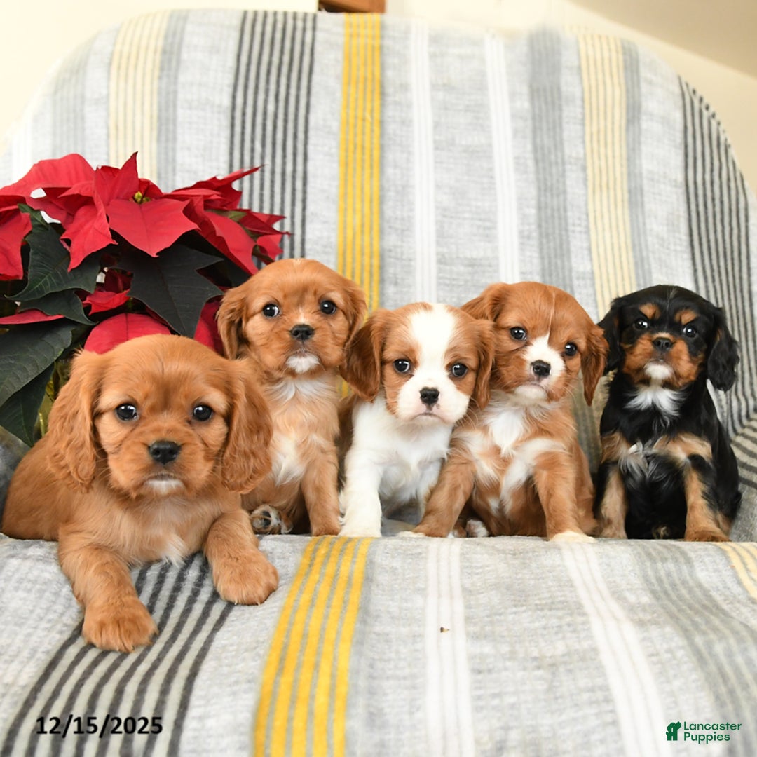 Cavalier King Charles Spaniel dogs for sale: Coco  - Ad 5