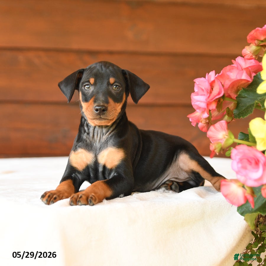 Miniature Pinscher dogs Cody - Ad 2