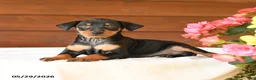 Miniature Pinscher dogs for sale: Cody - Ad 2
