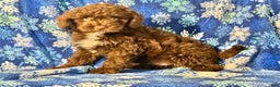 Mini Goldendoodle dogs for sale: Marshall - Ad 3