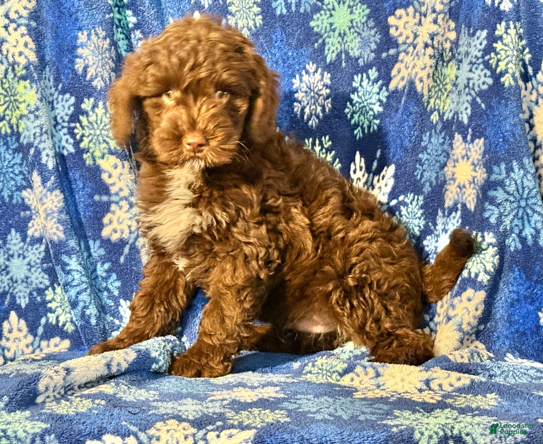 Mini Goldendoodle dogs for sale: Marshall - Ad 3