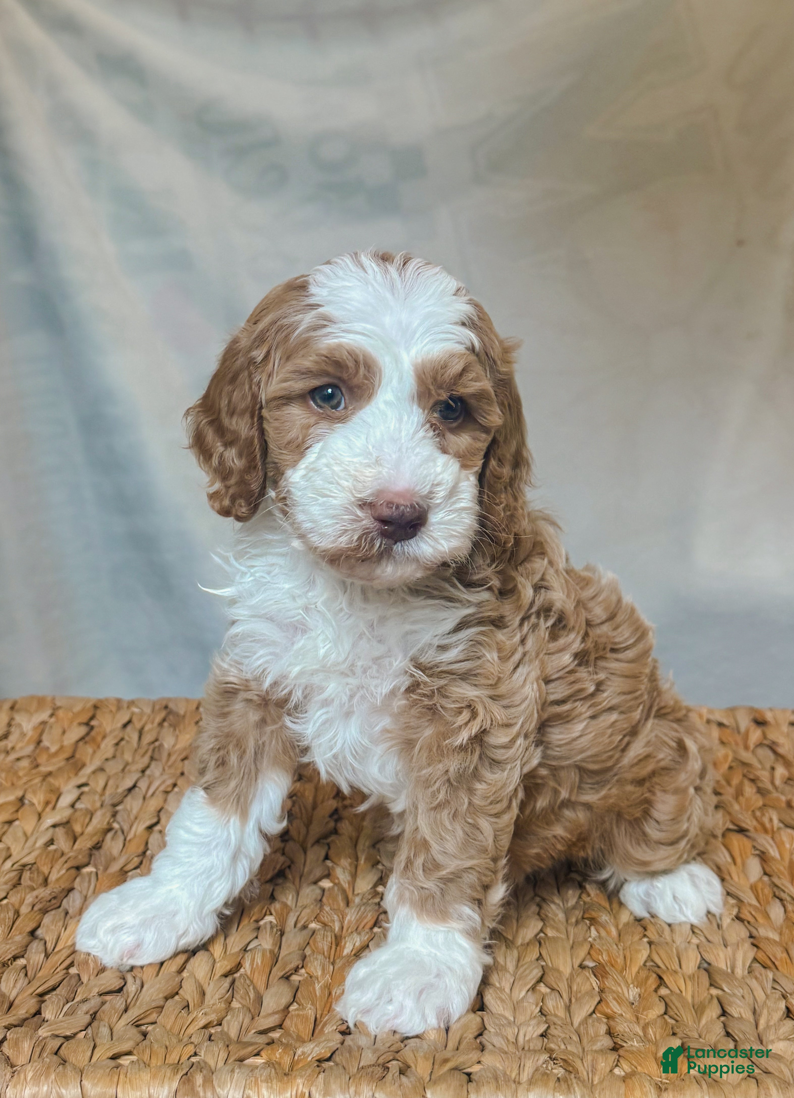 Bernedoodle dogs Rawlings - Ad 13