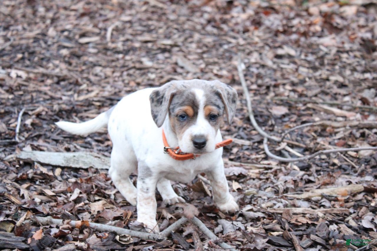 Mixed Breed dogs Sasha - Ad 33