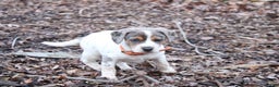 Mixed Breed dogs for sale: Sasha - Ad 1