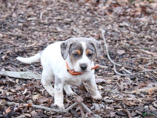 Mixed Breed dogs Sasha - Ad 34