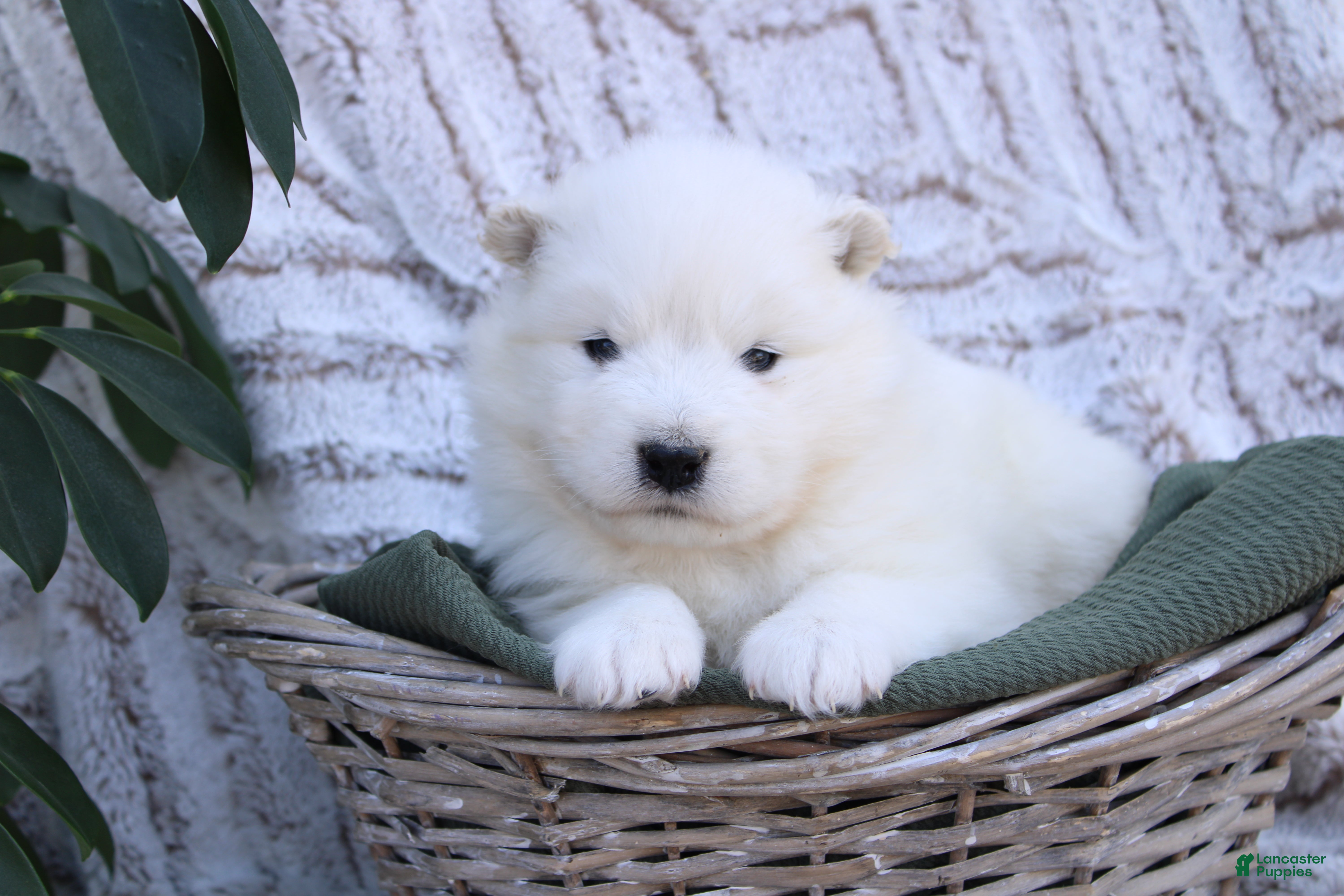 Samoyed dogs Samoyed Puppy 4 - Ad 6