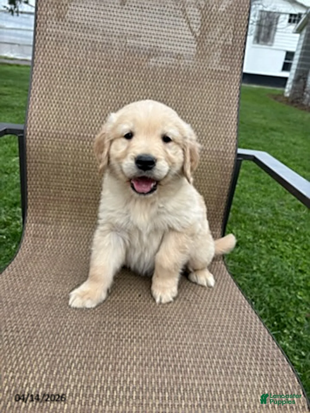 Golden Retriever dogs for sale: Rascal - Ad 3