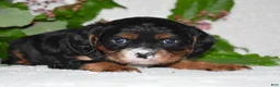 Cavalier King Charles Spaniel dogs for sale: Cavalier King Charles Spaniel 1 - Ad 6