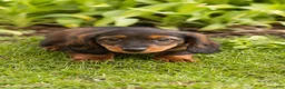 Miniature Dachshund dogs for sale: Buddy  - Ad 3