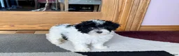 Havapoo dogs for sale: Norm - Ad 4