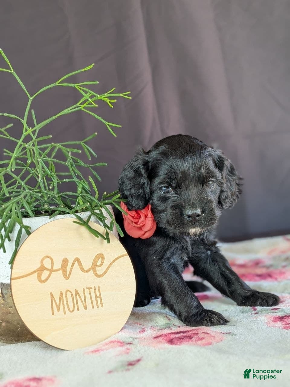 Cockapoo dogs Ally - Ad 2