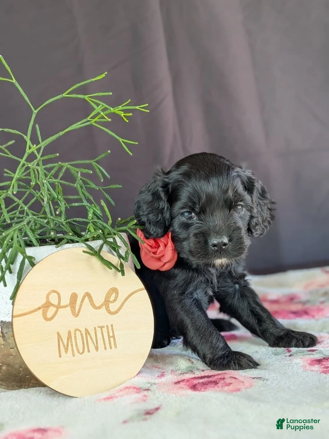 Cockapoo dogs for sale: Ally - Ad 2