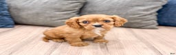 Cavalier King Charles Spaniel dogs for sale: Apollo - Ad 3