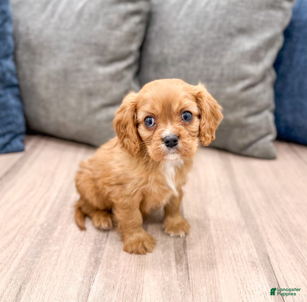 Cavalier King Charles Spaniel dogs for sale: Apollo - Ad 3