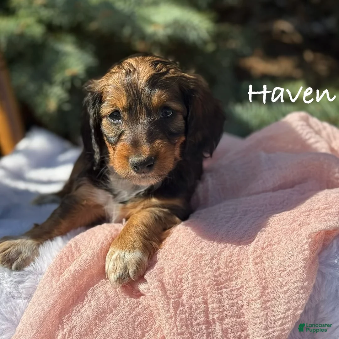 Miniature Dachshund dogs for sale: Haven  - Ad 1