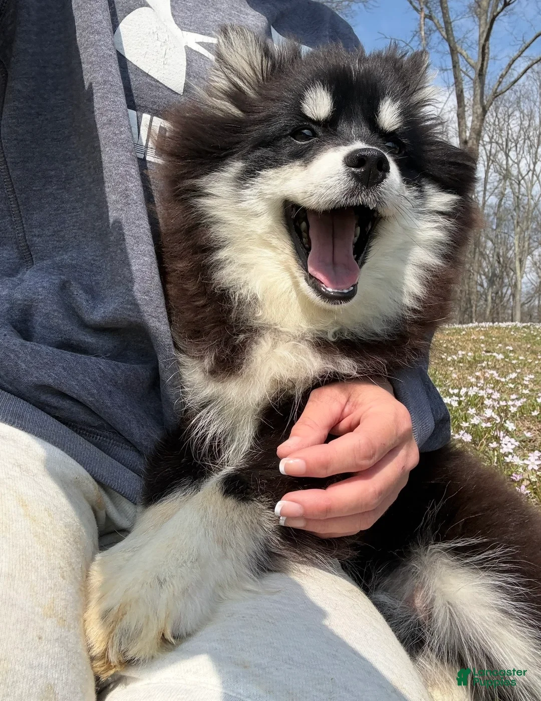 Pomsky dogs for sale: Grizzly - Ad 2