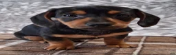 Miniature Dachshund dogs for sale: Romeo - Ad 4