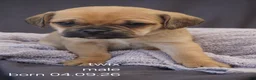 Puggle dogs for sale: Twix - Ad 1