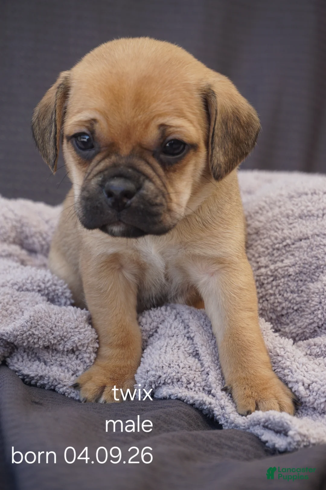 Puggle dogs for sale: Twix - Ad 1