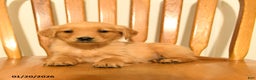 Golden Retriever dogs for sale: Bambi - Ad 4
