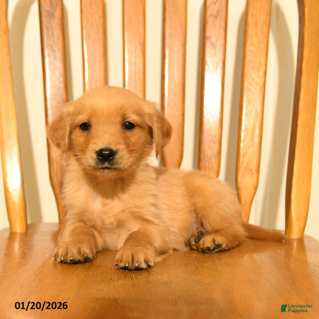 Golden Retriever dogs for sale: Bambi - Ad 4