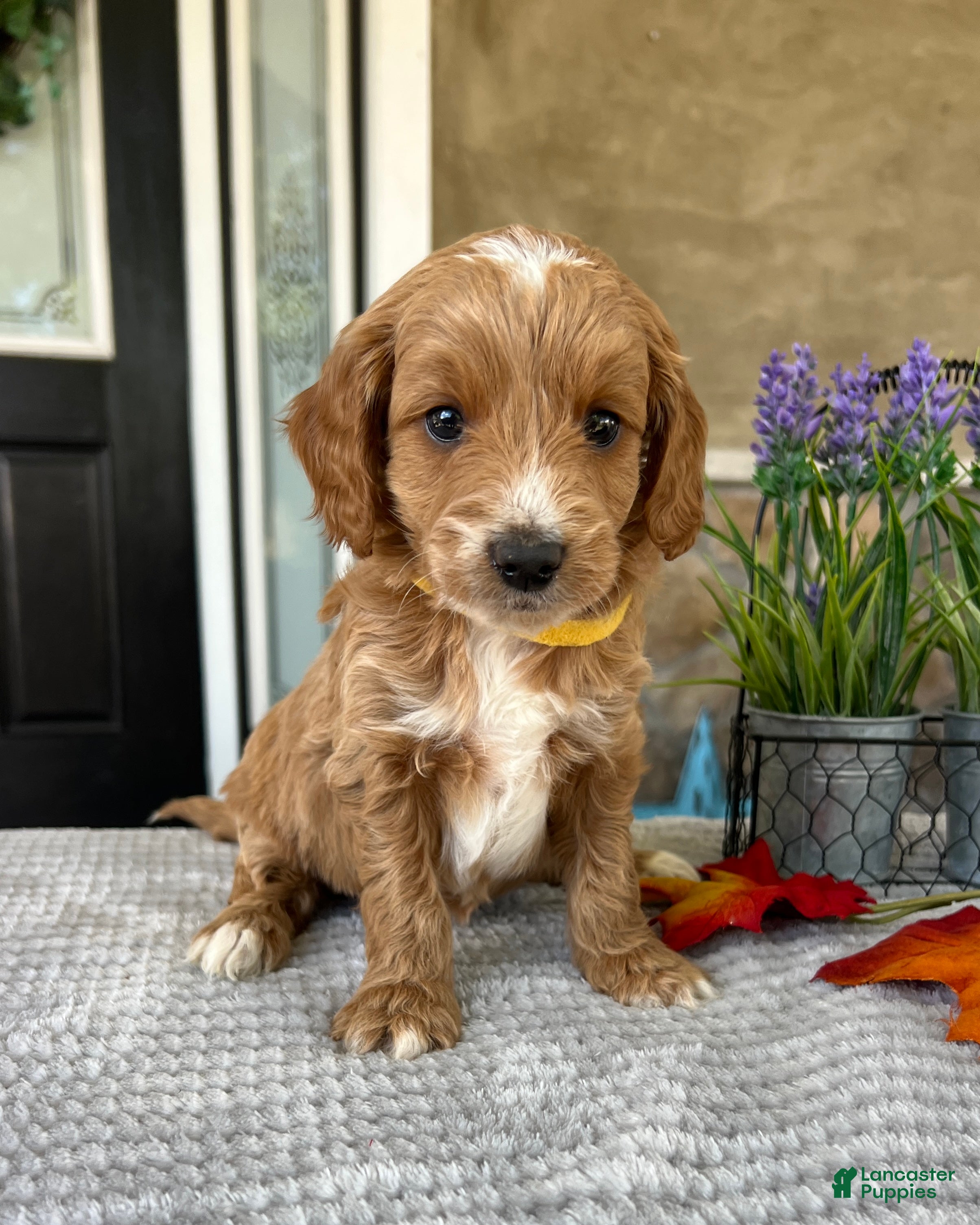 Goldendoodle dogs Lily - Ad 2