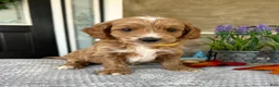 Goldendoodle dogs for sale: Lily - Ad 2