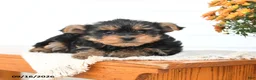 Yorkshire Terrier dogs for sale: Daisy - Ad 4