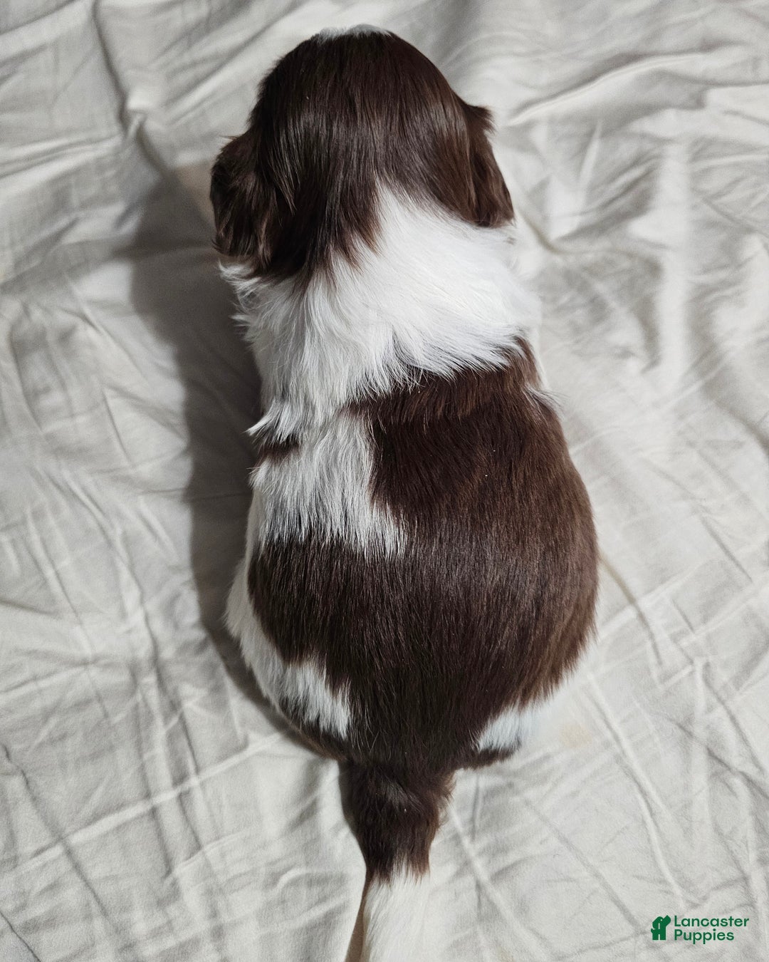 Shih Tzu dogs for sale: Ru Paw - Ad 3