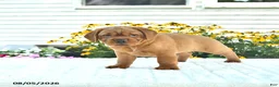 Mini Hippo dogs for sale: Missie - Ad 2