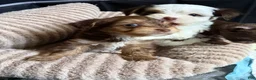 Yorkshire Terrier dogs for sale: Cookies and Cream - Ad 9