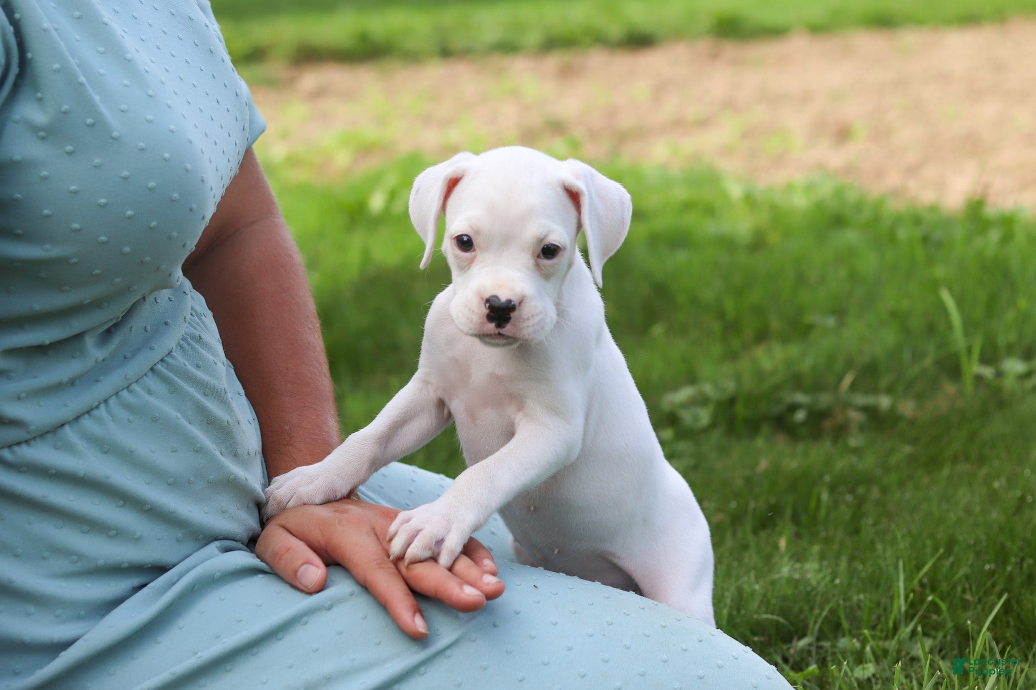 Boxer dogs Snowball - Ad 2
