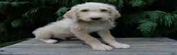 Labradoodle dogs for sale: Dallas - Ad 3