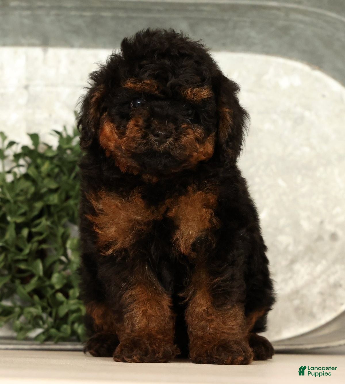 Toy Poodle dogs Snuggles - Ad 2