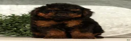 Toy Poodle dogs for sale: Snuggles - Ad 7