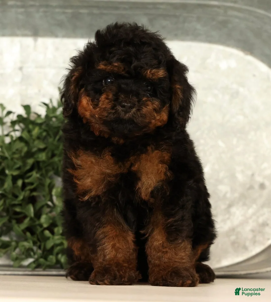 Toy Poodle dogs for sale: Snuggles - Ad 2