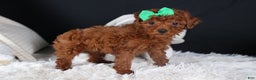 Miniature Poodle dogs for sale: BUSTER - Ad 3