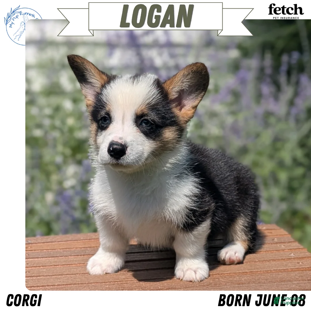 Welsh Corgi Pembroke dogs for sale: Logan - Ad 1