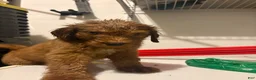 Goldendoodle dogs for sale: Goldendoodle 2 - Ad 5
