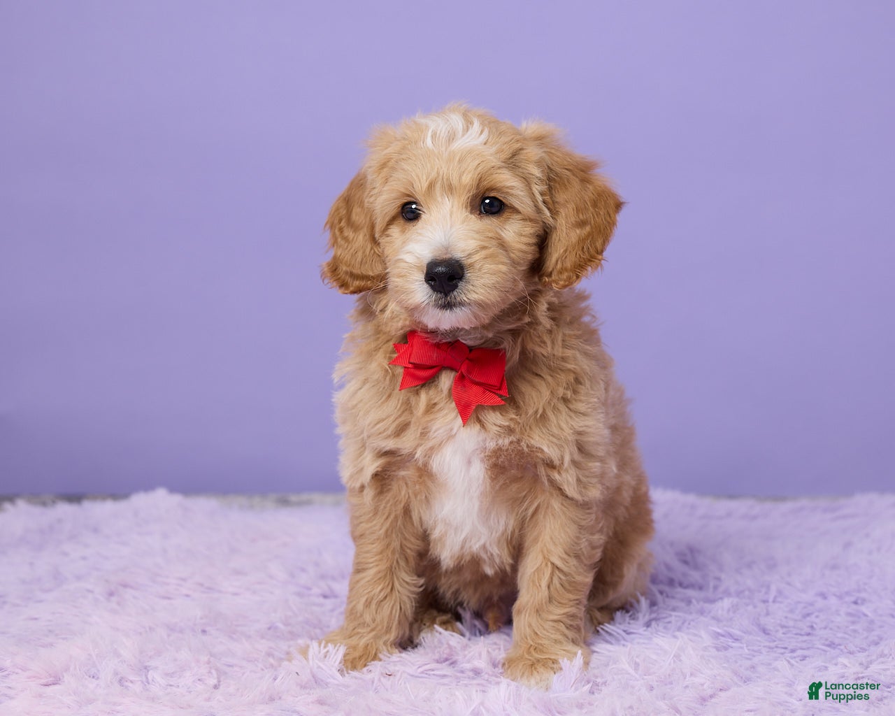 Mini Goldendoodle dogs for sale: Chester - Ad 4