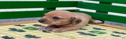 Miniature Dachshund dogs for sale: Shorty - Ad 4