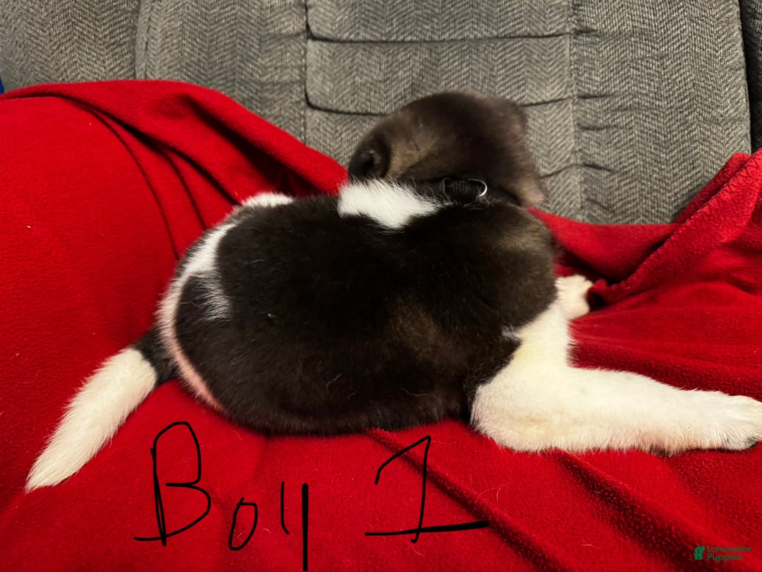 Akita dogs for sale: Akita Puppy 1 - Ad 4