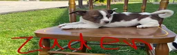 Jack Russell Terrier dogs for sale: Zaden - Ad 2