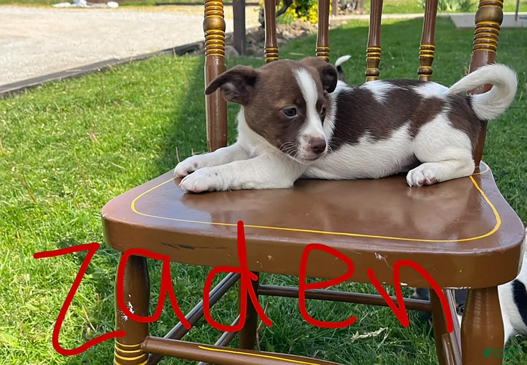 Jack Russell Terrier dogs for sale: Zaden - Ad 2