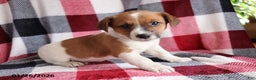 Jack Russell Terrier dogs for sale: Teddy - Ad 3