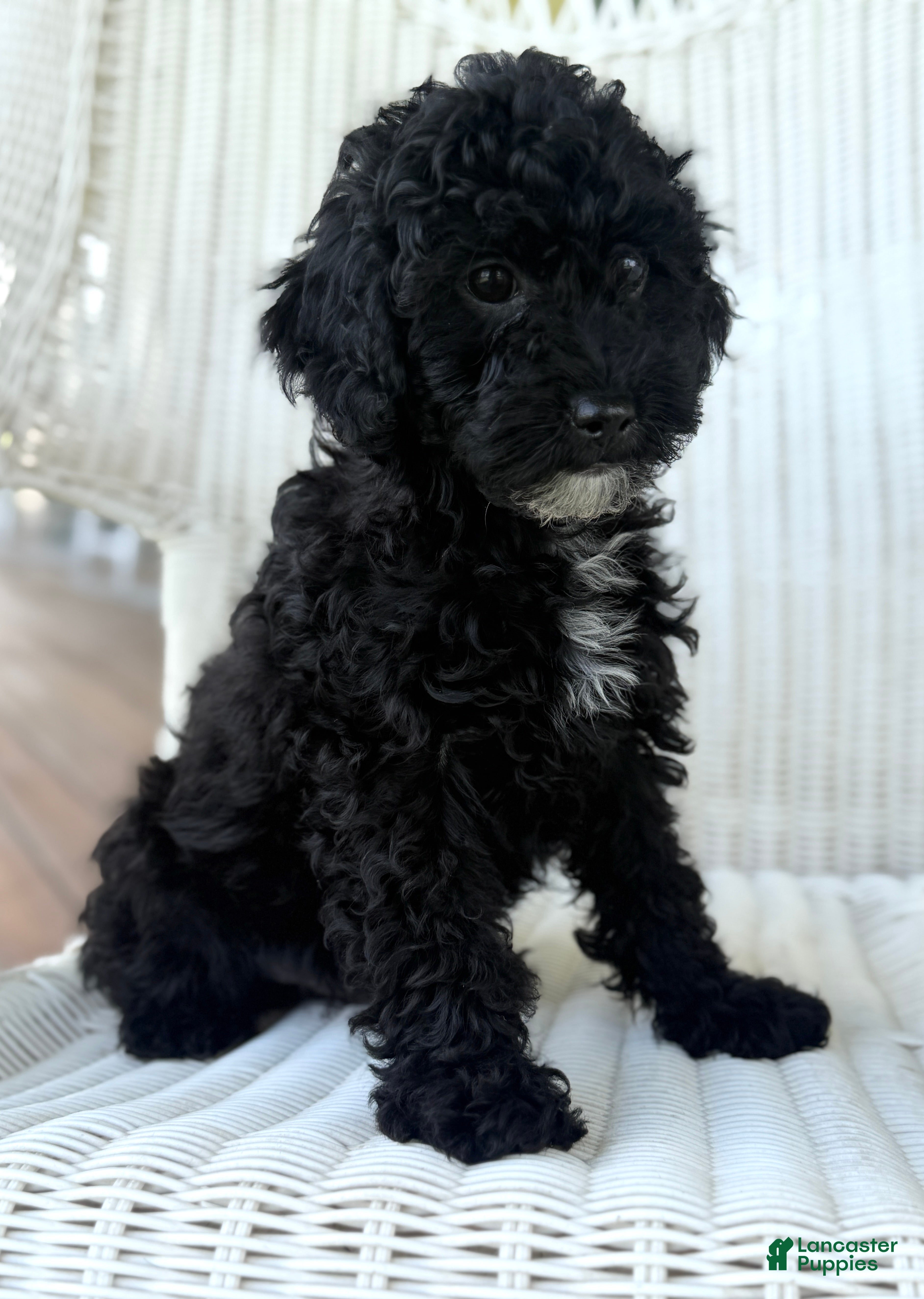 Maltipoo dogs Joey - Ad 2