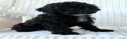 Maltipoo dogs for sale: Joey - Ad 2