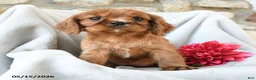 Cavalier King Charles Spaniel dogs for sale: Hazel - Ad 2