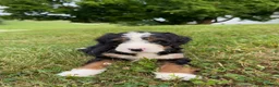 Bernedoodle dogs for sale: Ellie - Ad 14