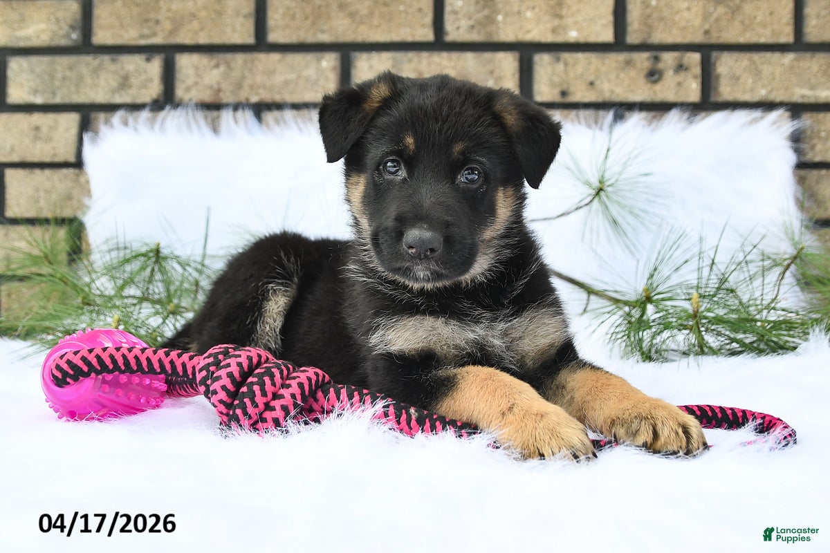 German Shepherd dogs Charles - Ad 2